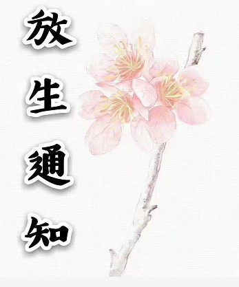 河北白净寺，真像寺 放生法会！